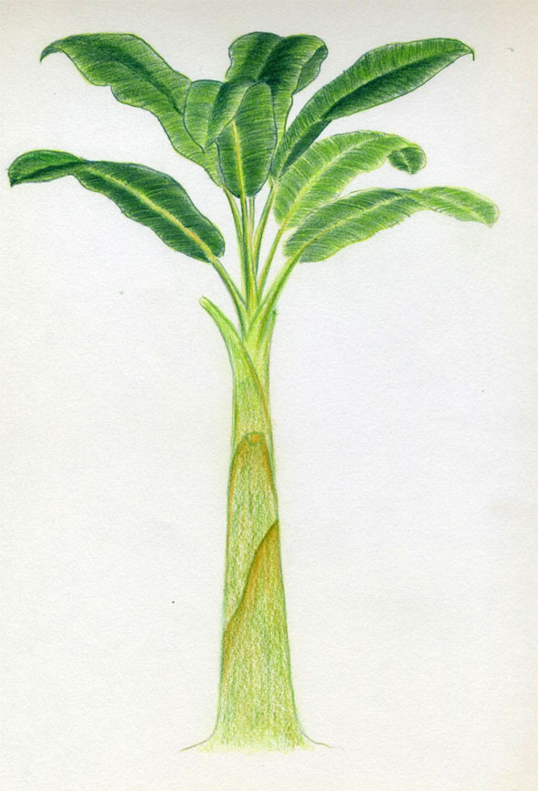 589x865 How To Draw Banana Tree - Tree Leaves Drawing