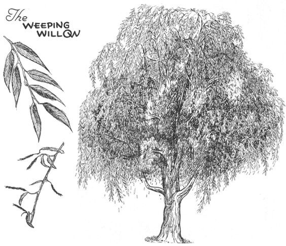 564x485 how to draw trees, bark, twigs, leaves and foliage drawing - Tree Leaves Drawing