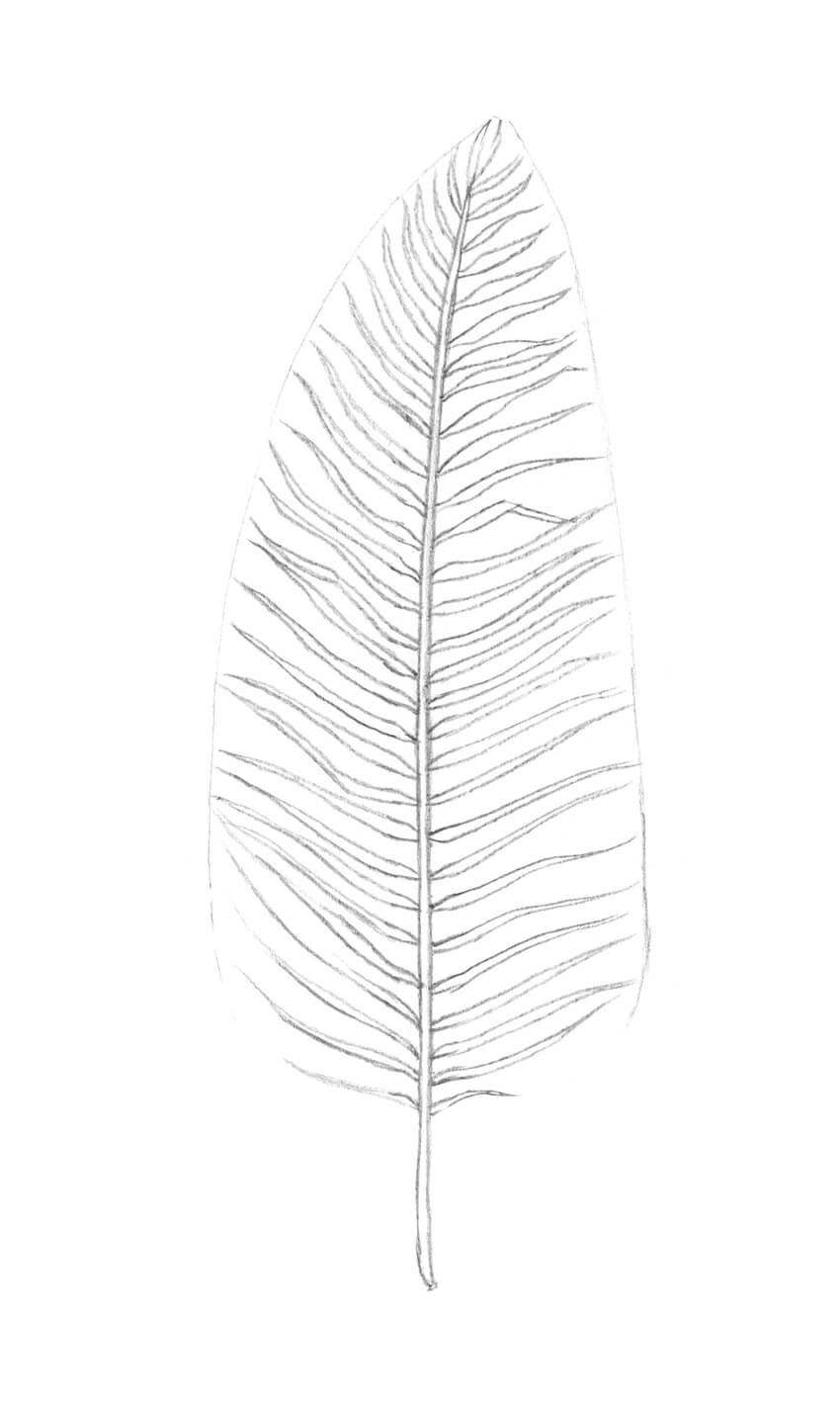 850x1417 How To Draw A Palm Tree - Tree Leaves Drawing