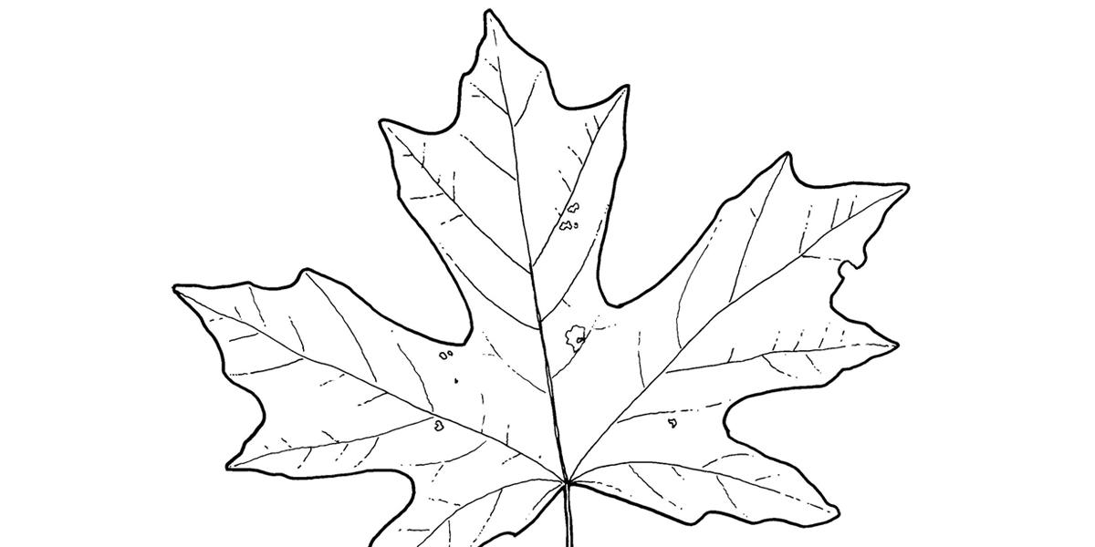 1200x600 John Muir Laws Drawing Trees - Tree Leaves Drawing