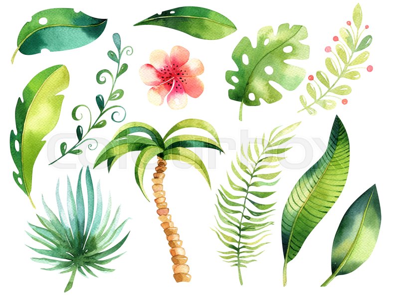 800x604 Tropical Isolated Illustration Stock Photo Colourbox - Tree Leaves Drawing