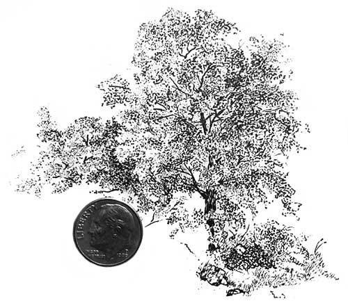 500x433 Draw Tree Drawing From Line To Life - Tree Leaves Drawing