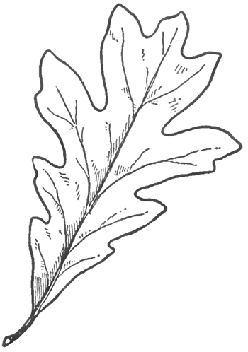 350x498 Oak Leaves Line Drawings - Tree Leaves Drawing