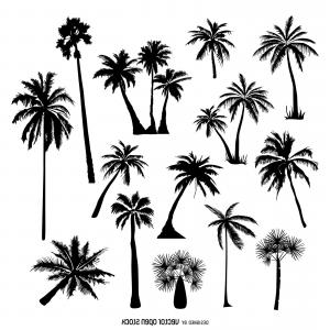 300x300 How To Draw Palm Trees New Line Drawing A Palm Tree At Getdrawings - Tree Line Drawing