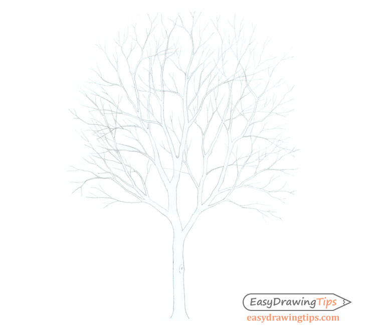 728x660 How To Draw A Tree Step - Tree Line Drawing