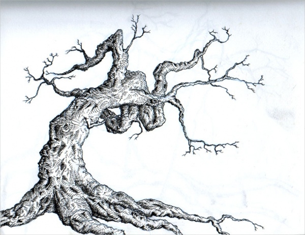 600x462 Tree Drawings - Tree Line Drawing