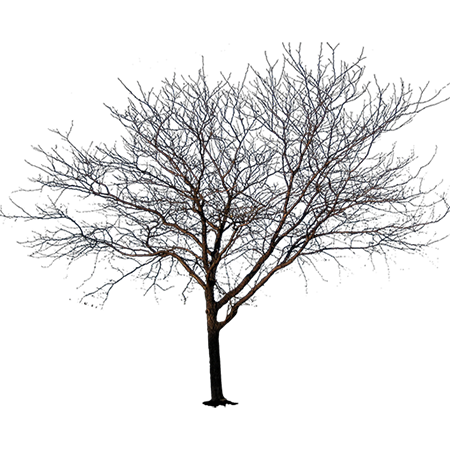 Tree No Leaves Drawing