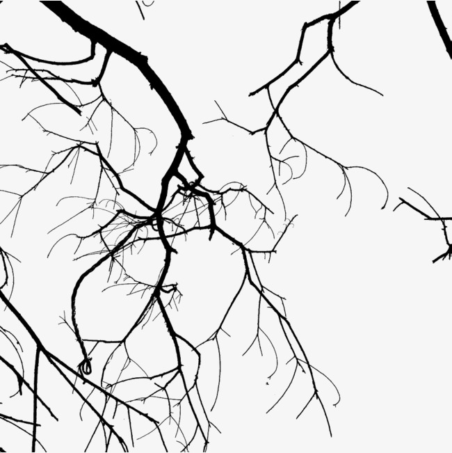 650x651 Kudo Old Trees, Trees, No Leaves, Old Tree Png Image And Clipart - Tree No Leaves Drawing