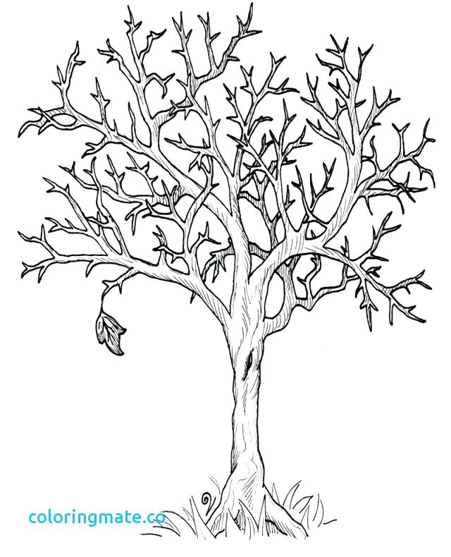 640x790 Tree Printable Coloring - Tree No Leaves Drawing
