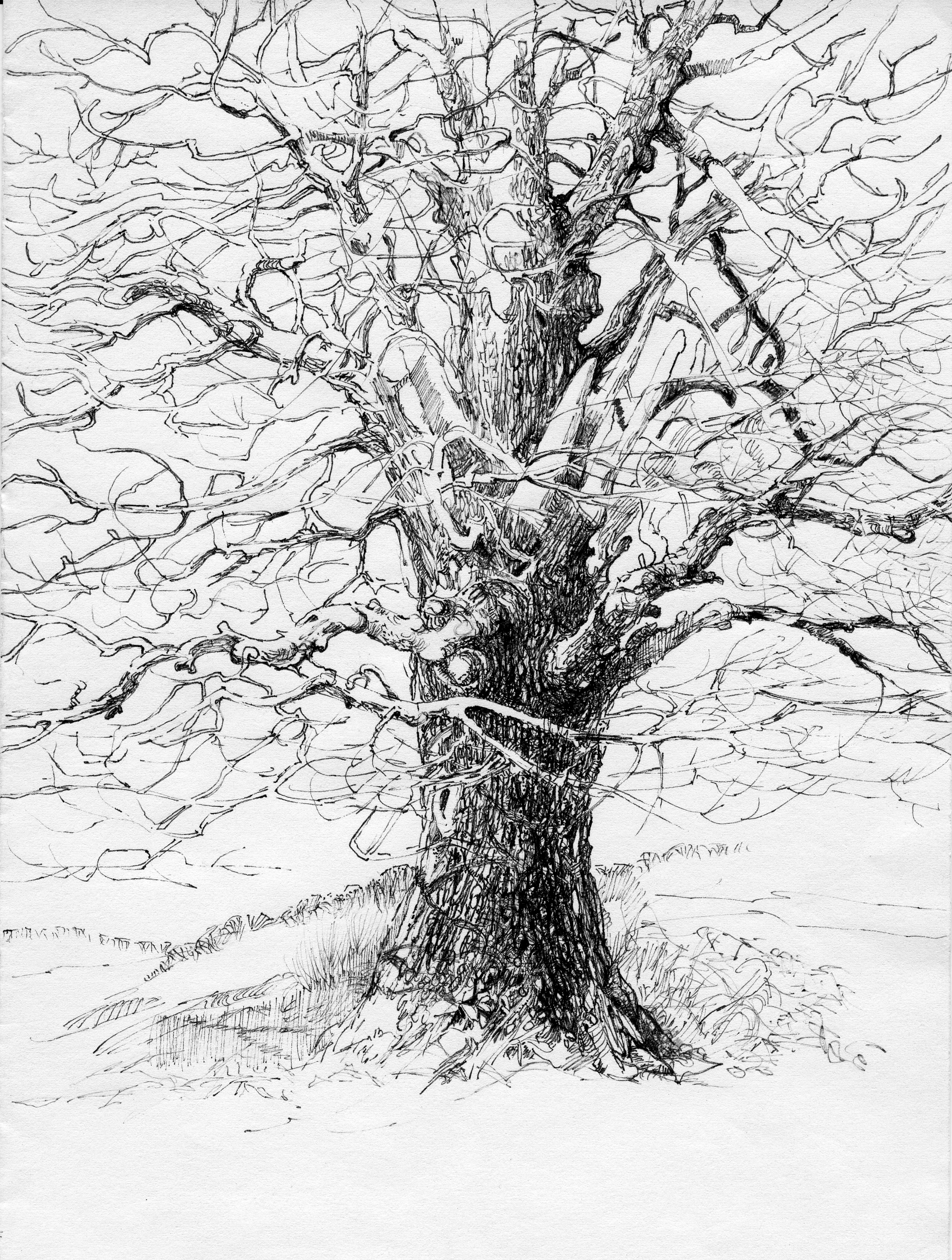 2211x2925 drawing tree without leaves excellent tree without leaves - Tree No Leaves Drawing