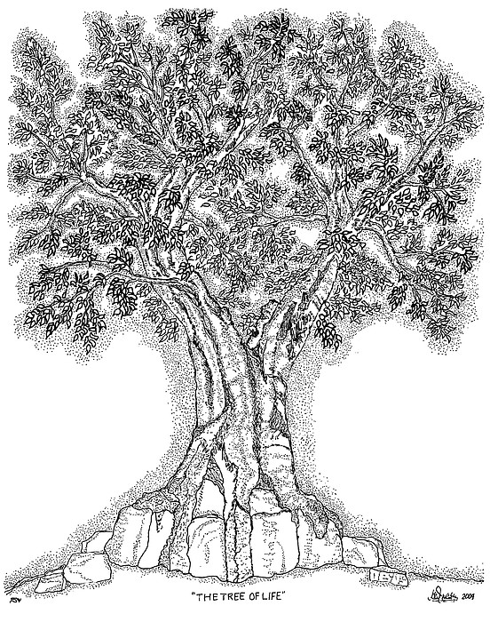 552x700 Tree Of Life Drawing - Tree Of Life Drawing