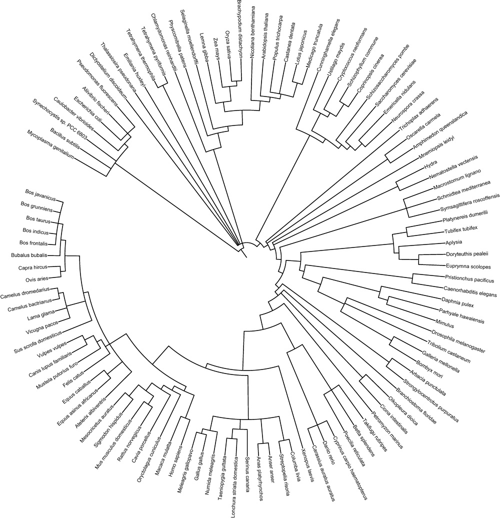 1000x1036 The Postnatural Tree Of Life - Tree Of Life Line Drawing