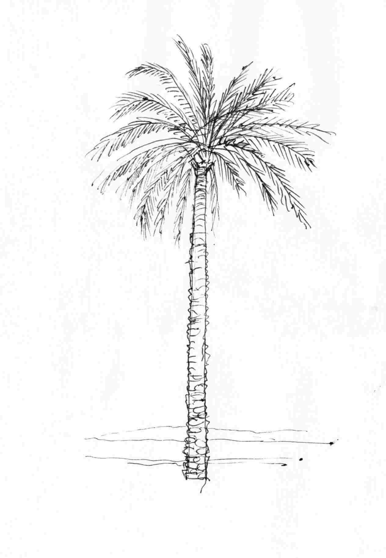 1264x1828 Pencil Drawing Picture Mango Trees - Tree Of Life Pencil Drawing