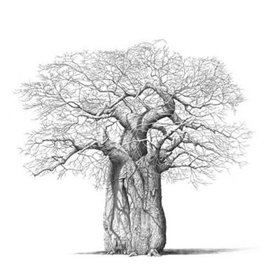 400x400 Still Life With Bush Buck South African Pencil Art Bowen - Tree Of Life Pencil Drawing