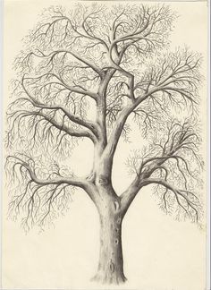 236x324 Best Pencil Drawing Of Trees Images In Pencil Drawings - Tree Of Life Pencil Drawing