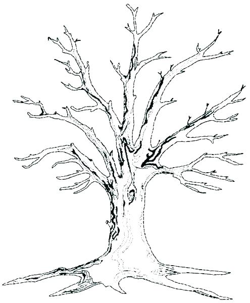 Tree Outline Drawing at PaintingValley.com | Explore collection of Tree ...