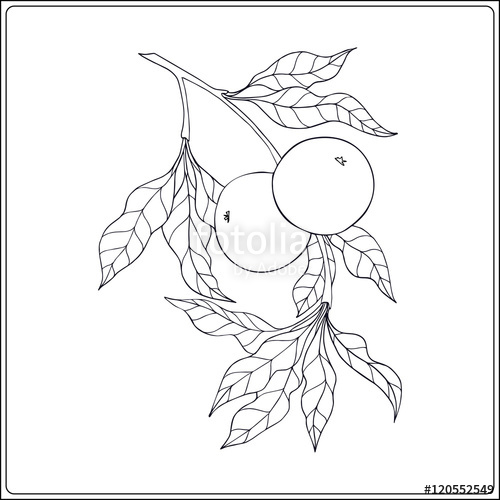 500x500 Vintage Decorative Apple Tree Outline Drawing Vector - Tree Outline Drawing