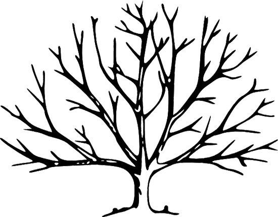 550x430 Leafless Tree Drawings Clip Art Art Tree Drawings - Tree Outline Drawing