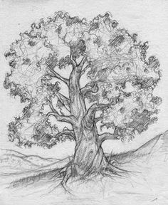 Tree Pencil Drawing