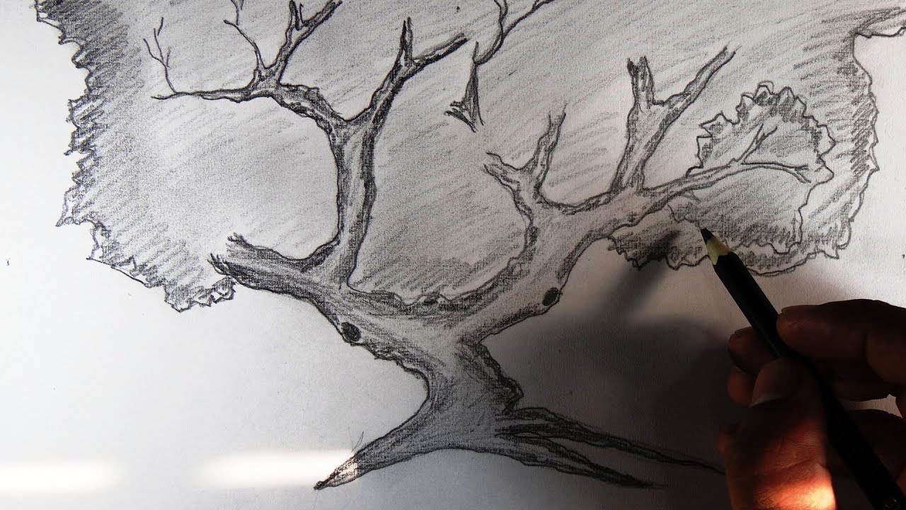 1280x720 How To Draw A Tree And Branches Scenery - Tree Pencil Drawing