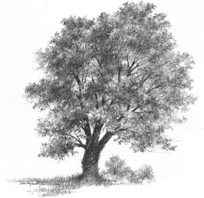 670x651 Pencil Drawing Of A Tree Birches - Tree Pencil Drawing