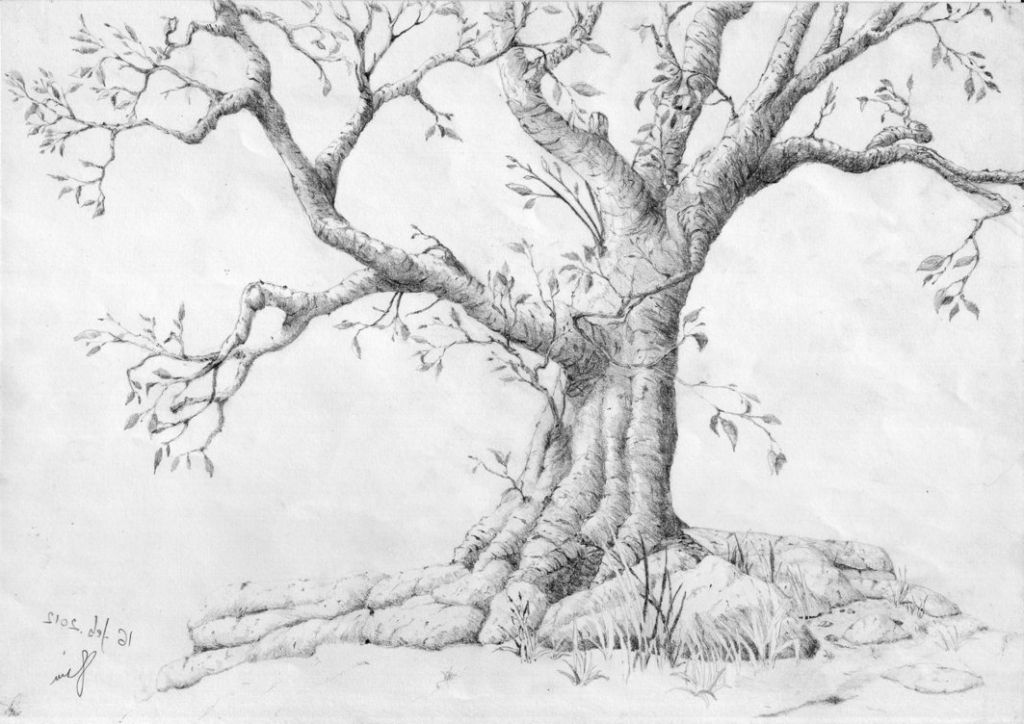 1024x724 Pencil Drawings Trees - Tree Pencil Drawing