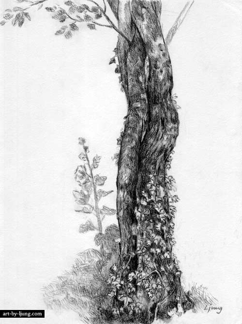 500x669 Pencil Drawings Of Landscapes, Wild Flowers - Tree Pencil Drawing