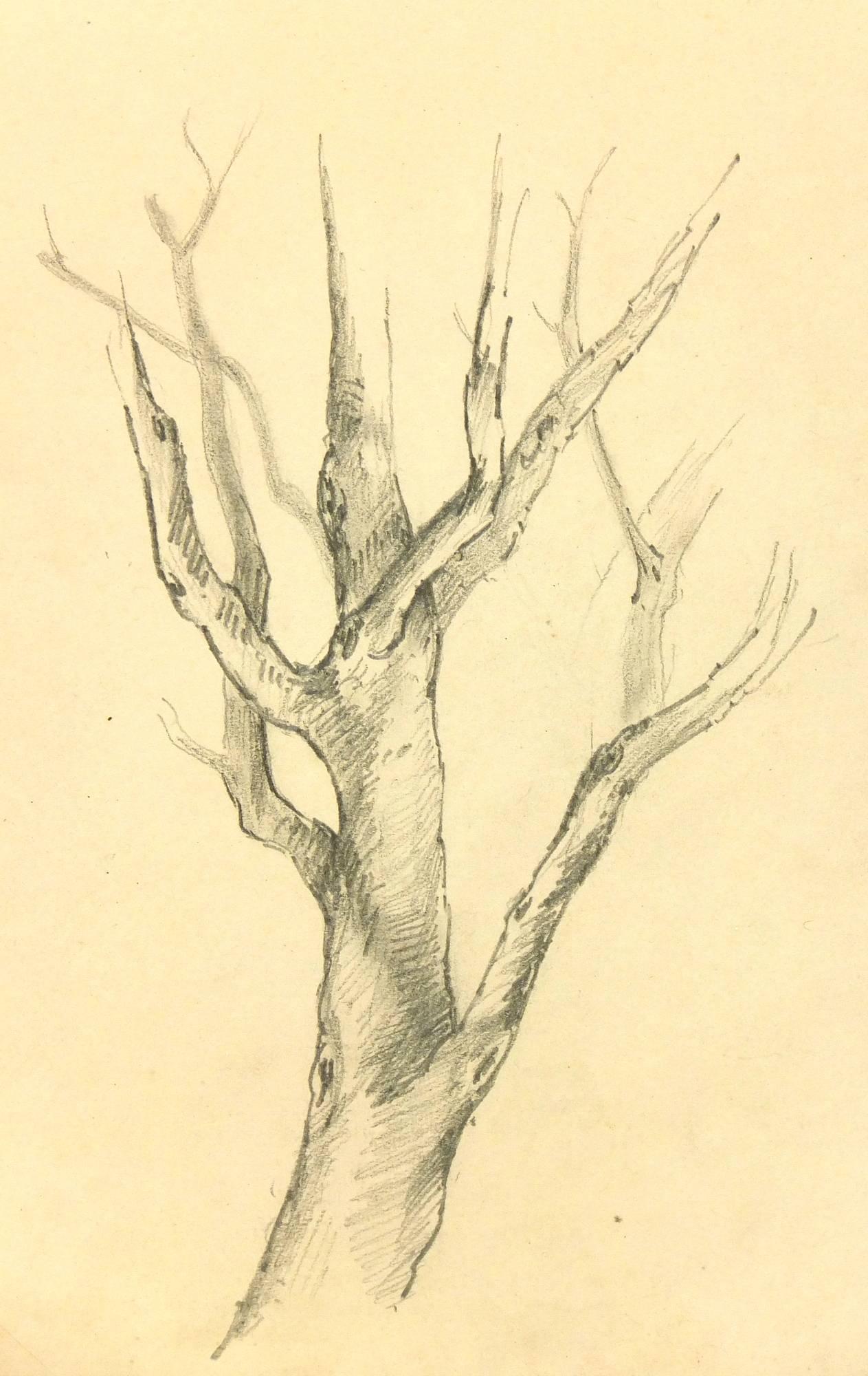 1263x2000 Unknown - Tree Pencil Drawing