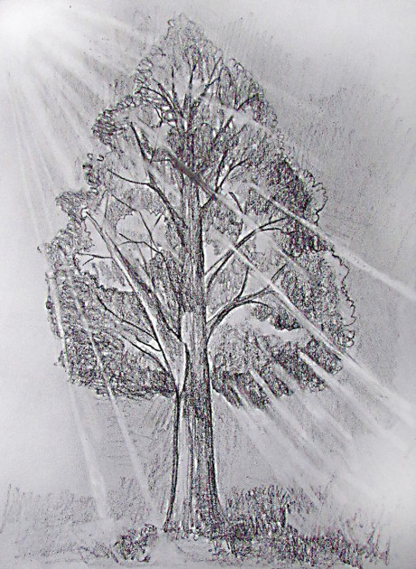460x629 How To Draw A Tree - Tree Pencil Drawing