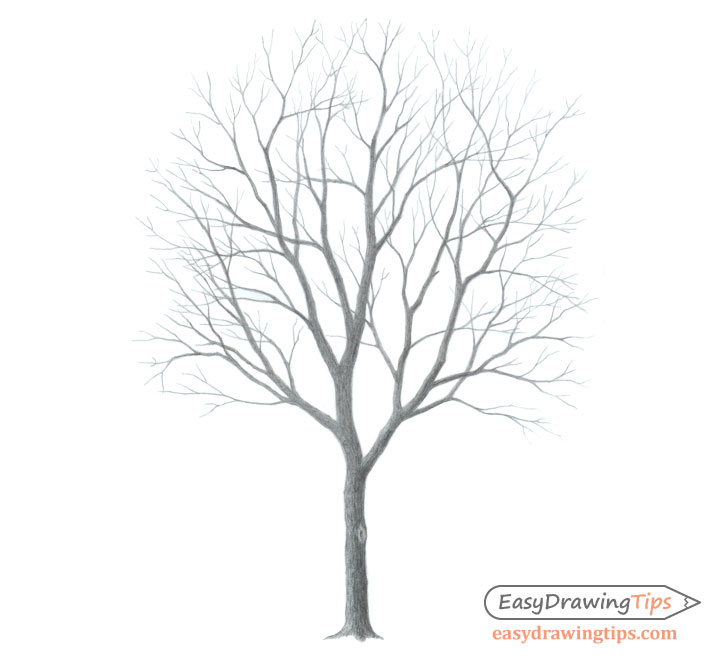728x660 How To Draw A Tree Step - Tree Picture Drawing