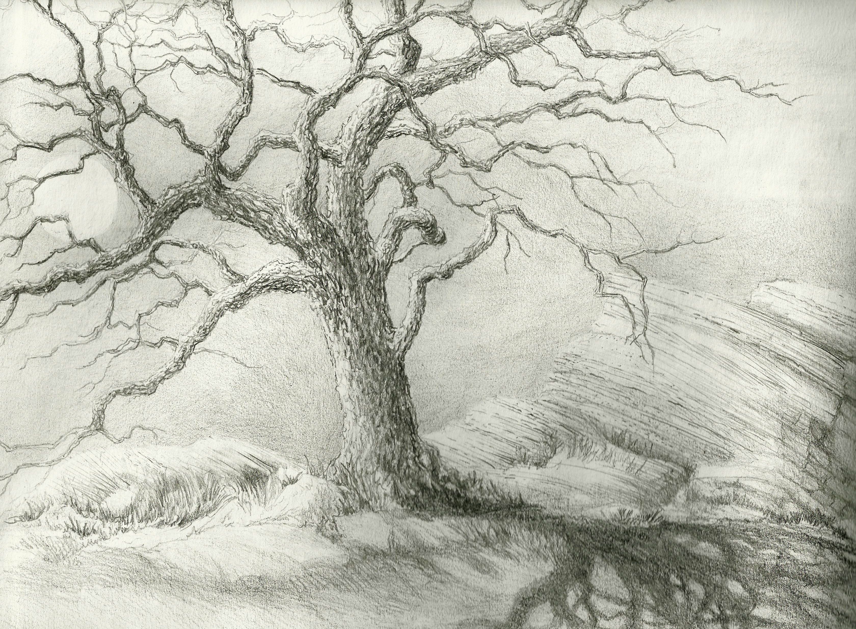 3360x2471 leafless picture - Tree Picture Drawing