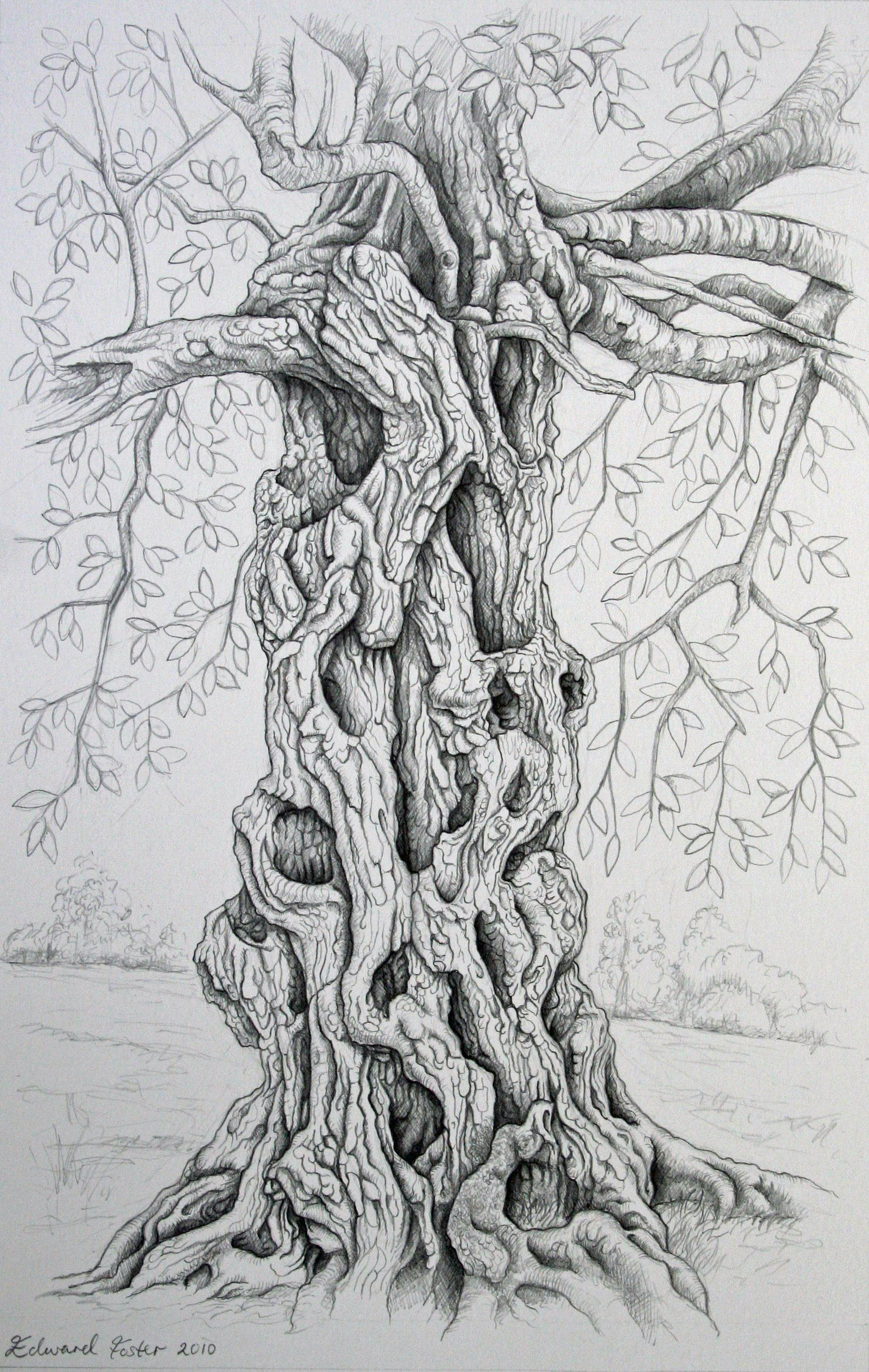 1737x2742 Tree Drawings - Tree Picture Drawing
