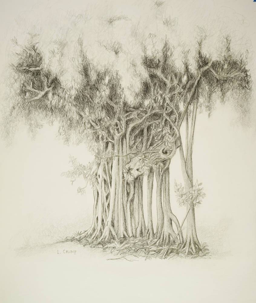 846x1000 tree drawings and paintings luis crump - Tree Picture Drawing