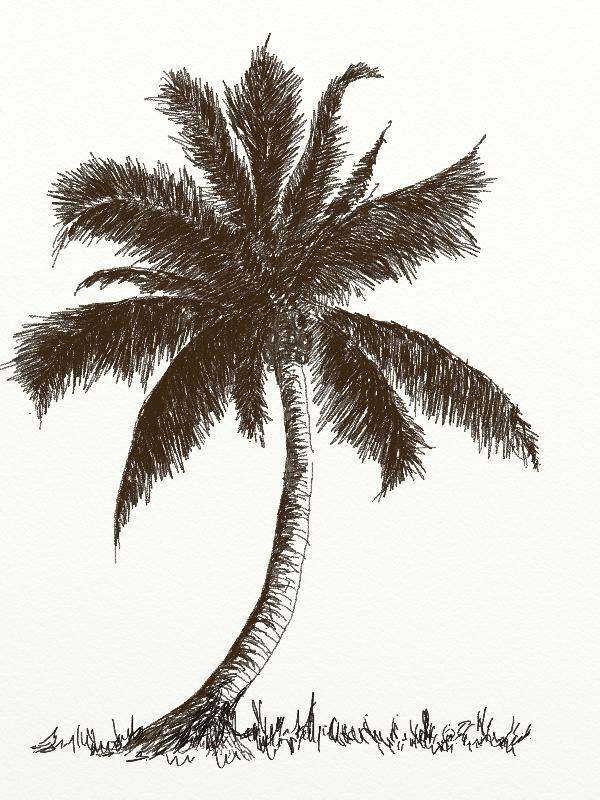 600x800 Learn How To Draw Coconut Tree With Pencil Step - Tree Picture Drawing