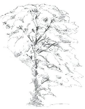 292x373 drawing tree leaves tree plan drawing coconut tree leaves - Tree Plan Drawing