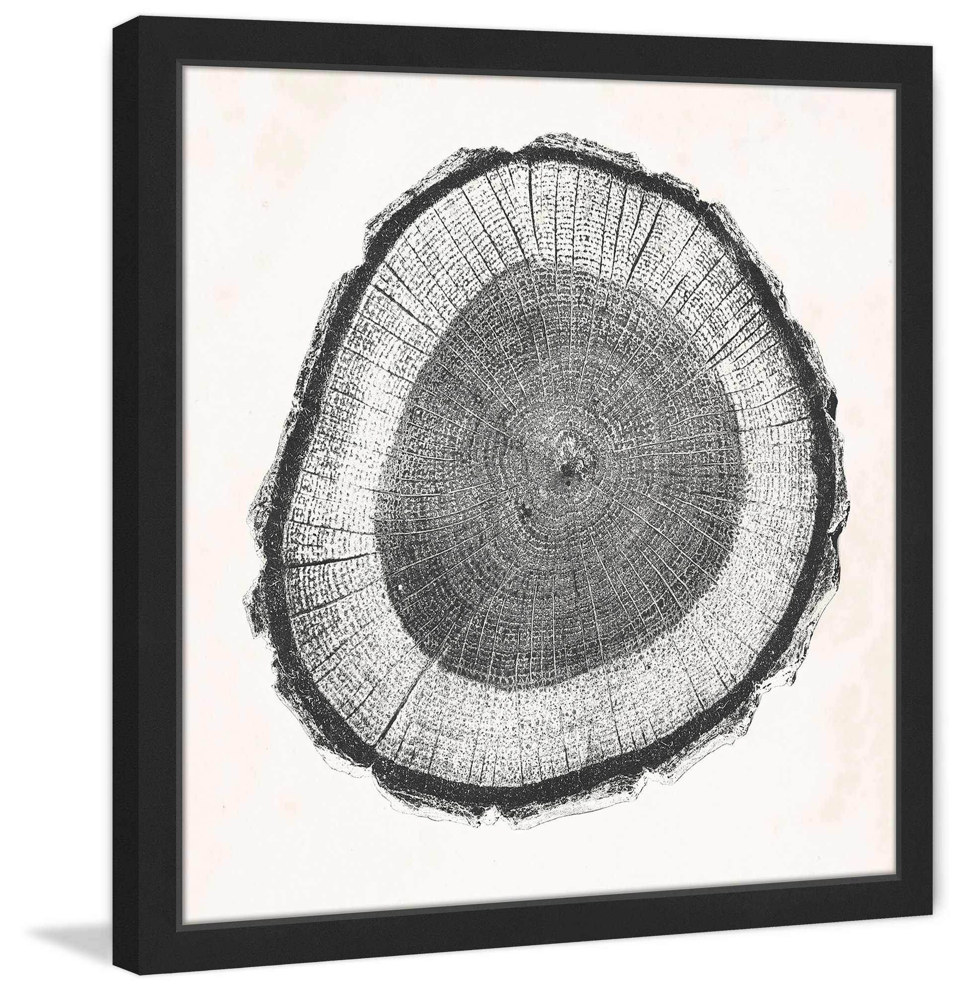 1928x2000 Marmont Hill Tree Ring Ii Drawing Print Ebay - Tree Ring Drawing