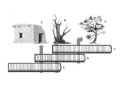 399x284 tree ring dating articles colorado encyclopedia - Tree Ring Drawing