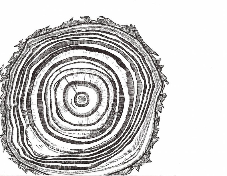 Tree Ring Drawing at PaintingValley.com | Explore collection of Tree ...