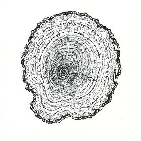 Tree Ring Drawing at PaintingValley.com | Explore collection of Tree ...