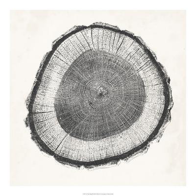 400x400 Tree Ring Ii Giclee Print - Tree Ring Drawing