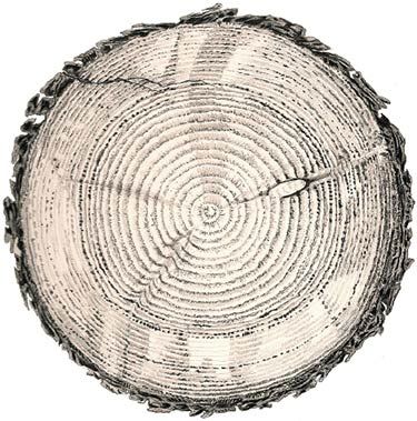 375x379 tree ring drawing using pencil or pen transfer onto - Tree Ring Drawing