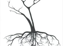 222x160 drawing tree roots root tree tree roots drawing free hapsofcal club - Tree Roots Drawing