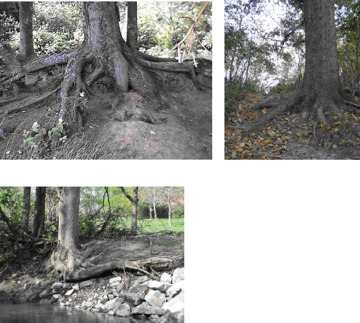 1264x1134 How To Draw Trees With Pencil - Tree Roots Drawing