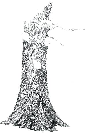 306x462 tree drawing with roots hand drawn tree with root on white - Tree Roots Drawing