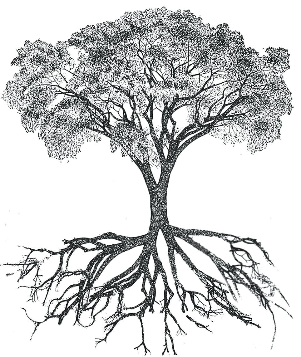 Tree Roots Pencil Drawing