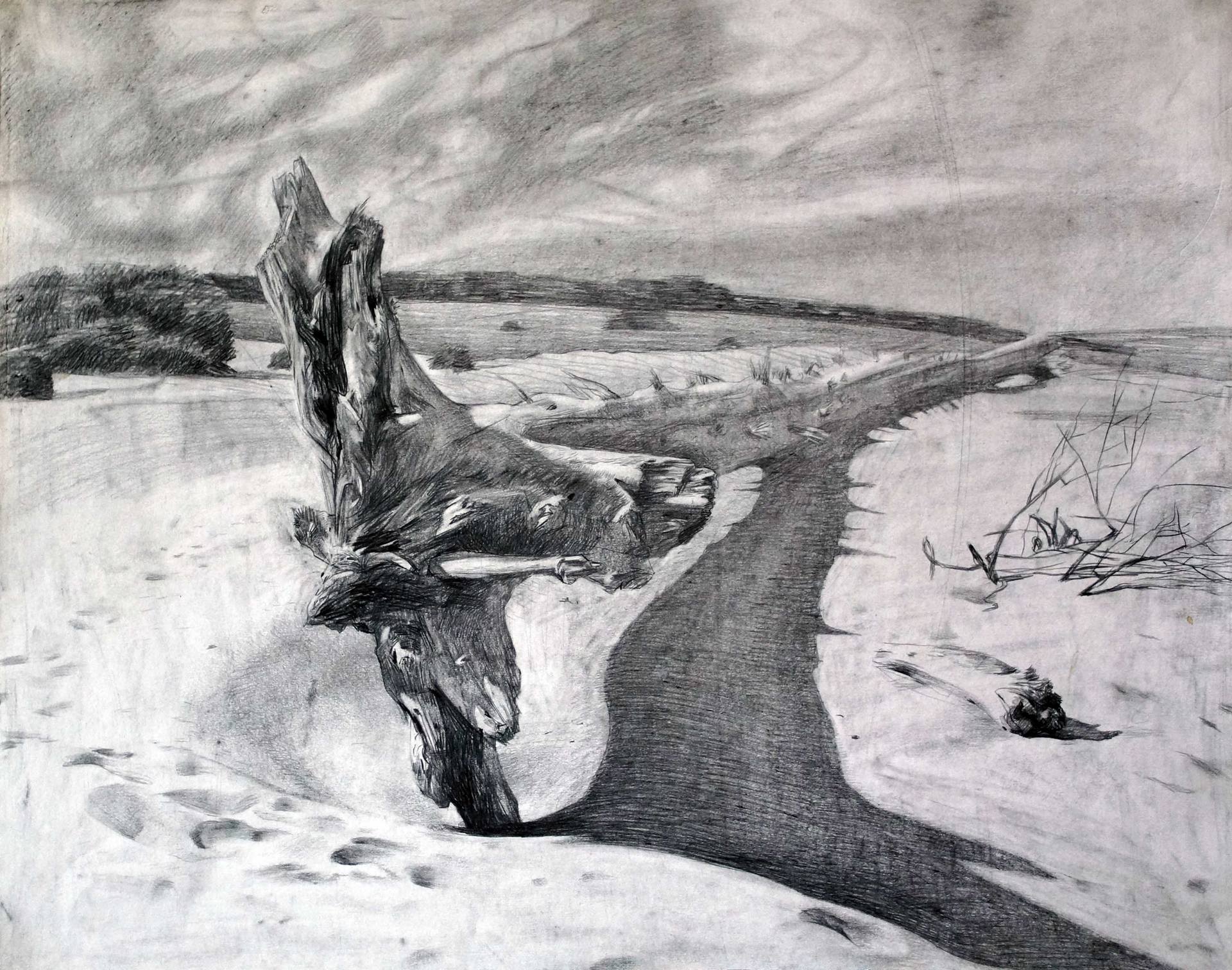 1920x1512 the root of the tree drawing - Tree Roots Drawing