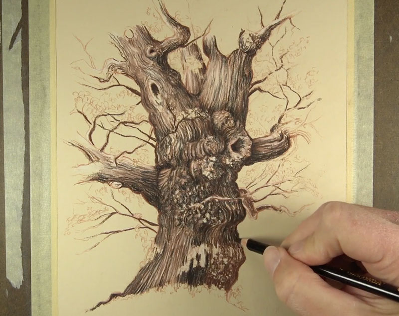800x635 How To Draw Trees - Tree Shadow Drawing