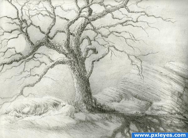 600x441 Tree Shadows Drawing Contest - Tree Shadow Drawing