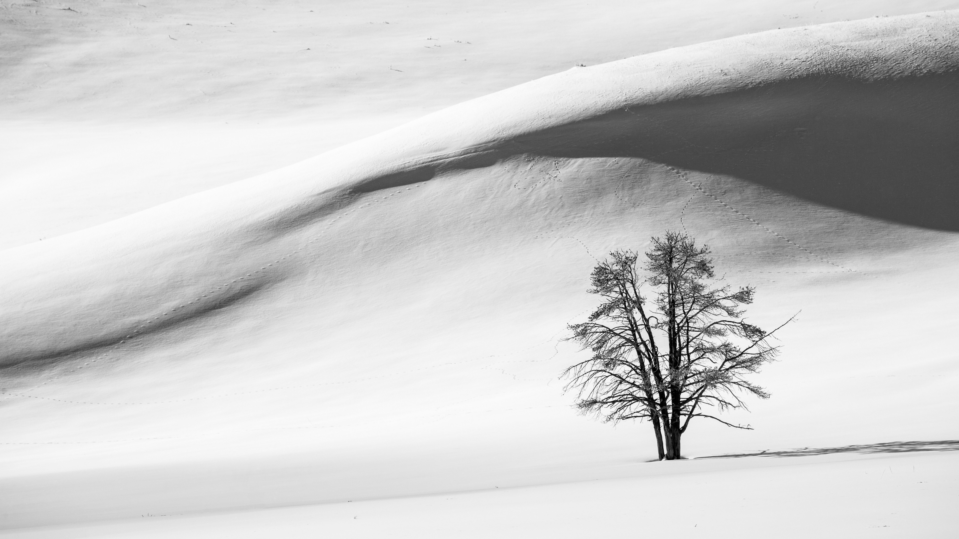 3840x2160 Wallpaper Trees, Landscape, Drawing, Nature, Sand, Shadow, Snow - Tree Shadow Drawing