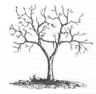 Tree Shadow Drawing at PaintingValley.com | Explore collection of Tree ...